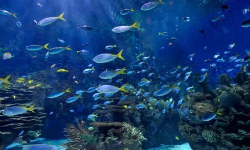Aquarium 10 Soothing Scenes and Sounds TV DVD - Image 2
