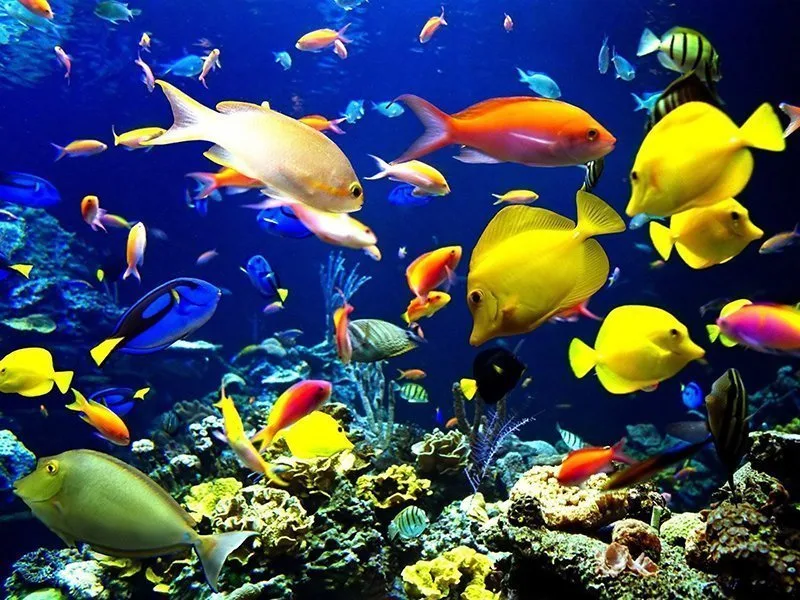 Virtual Fish Tank RELAXING SOOTHING AQUARIUM IN HD FREE POSTAGE